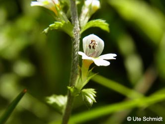 Euphrasia_stricta_agg_Hagen_Rehberg%20310714_USchmidt01.jpg