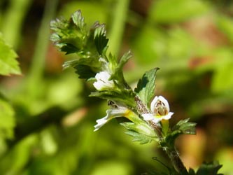 Euphrasia_stricta_agg_Hagen_Rehberg%20310714_USchmidt04.jpg