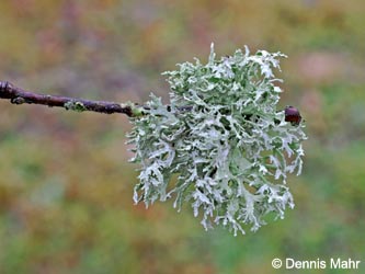 Evernia_prunastri_Aachen_Lintert_Kryptogamen_220215_DMahr.jpg