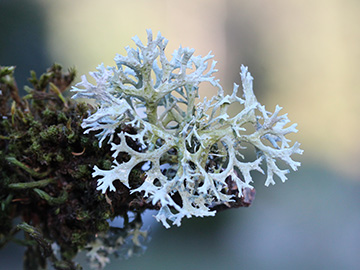 Evernia_prunastri_Aachen_Waldfriedhof_250218_CB10.jpg