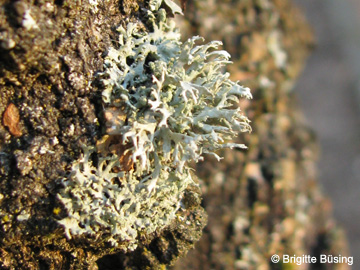 Evernia_prunastri_RUBMoose_210117_BBuesing01.jpg