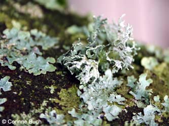 Evernia_prunastri_RuhrUniBochum090124_CB22.jpg