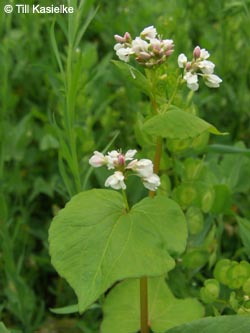 Fagopyrum_esculentum_Laacher_See_070612_TK59.jpg