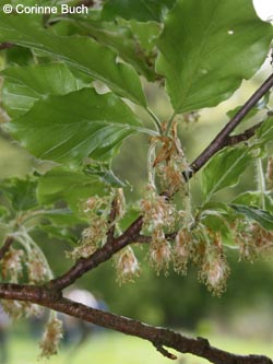 Fagus_sylvatica_BrilonNSGNehderKopf260409_CB01.jpg