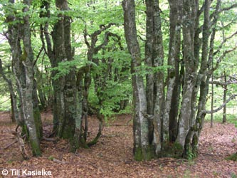 Fagus_sylvatica_SWD2009_TK76.jpg