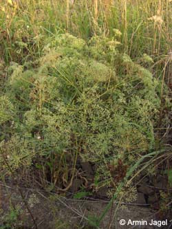 Falcaria_vulgaris_Elbe2008_2_ja06.jpg