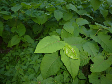 Fallopia_bohemica_BOLaer_UemmingerSee_ho02.jpg