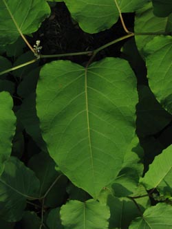 Fallopia_bohemica_BOUemmingerSee210909_ja03.jpg