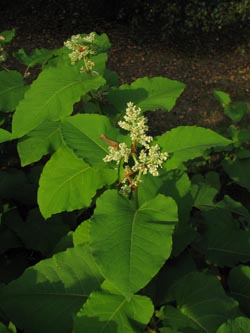 Fallopia_bohemica_BOUemmingerSee210909_ja15.jpg