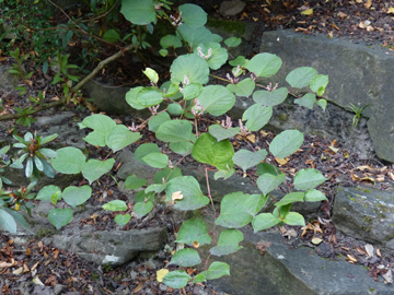 Fallopia_compacta_Rombergpark_010916_WHessel01.jpg