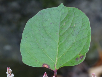 Fallopia_compacta_Rombergpark_010916_WHessel02.jpg