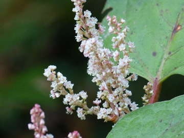 Fallopia_compacta_Rombergpark_010916_WHessel03.jpg