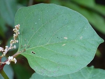 Fallopia_compacta_Rombergpark_010916_WHessel05.jpg