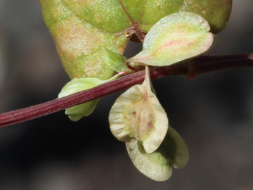 Fallopia_dumetorum_030701_CB01_2.jpg