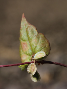 Fallopia_dumetorum_030701_CB02.jpg