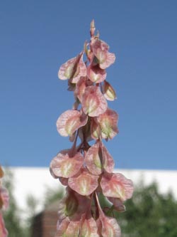 Fallopia_dumetorum_Essen_290913_ja03.jpg