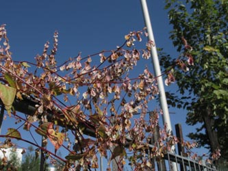 Fallopia_dumetorum_Essen_290913_ja05.jpg