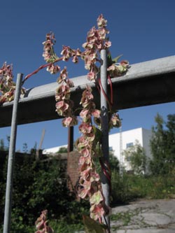 Fallopia_dumetorum_Essen_290913_ja07.jpg