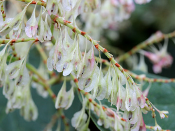 Fallopia_japonica_091017_CB03.jpg