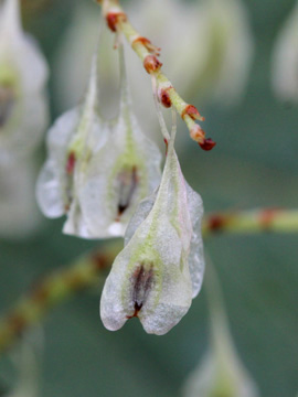 Fallopia_japonica_091017_CB04.jpg