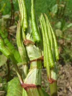 Fallopia_japonica_BO280406_ja04.jpg