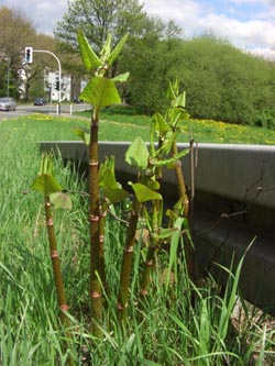 Fallopia_japonica_BO280406_ja05.jpg