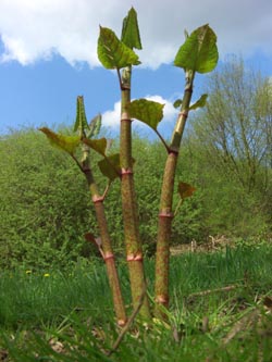 Fallopia_japonica_BO280406_ja08.jpg