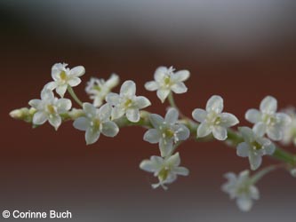 Fallopia_japonica_BODahlhausen180910_CB01.jpg