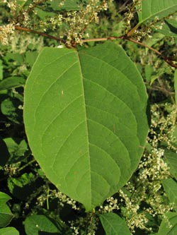 Fallopia_japonica_BOUemmingerSee210909_ja10.jpg