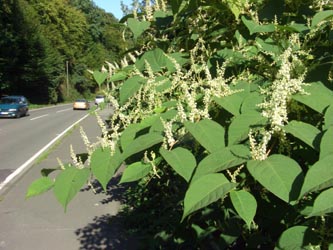 Fallopia_japonica_EN090906_ja02.jpg