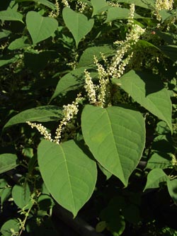 Fallopia_japonica_EN090906_ja11.jpg