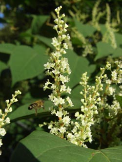 Fallopia_japonica_EN090906_ja15.jpg