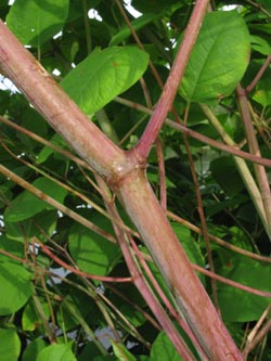 Fallopia_japonica_HATBlankensteinRuhr200709_ja01.jpg