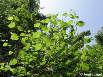 Fallopia_japonica_Heracleum_Grube7_080613_ja03.jpg