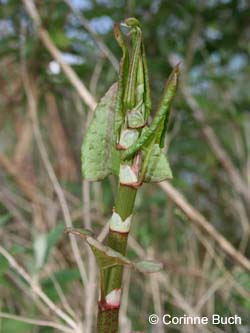 Fallopia_japonica_ZechePluto_CB16.jpg