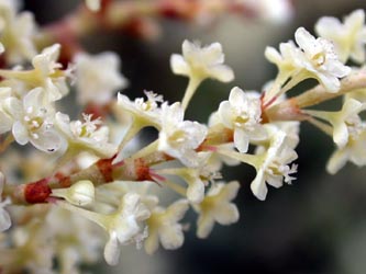 Fallopia_japonica_ja07.jpg