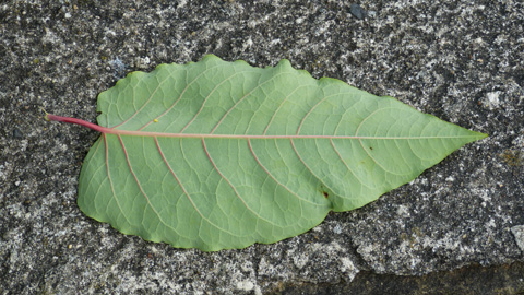 Fallopia_sachalinensis_DO-Aplerbeck_Rodenberg_010917_WHessel03.jpg