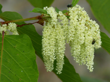 Fallopia_sachalinensis_DO-Aplerbeck_Rodenberg_010917_WHessel04.jpg