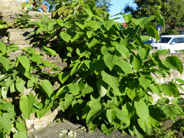 Fallopia_sachalinensis_DO-Aplerbeck_Rodenberg_170816_WHessel03.jpg