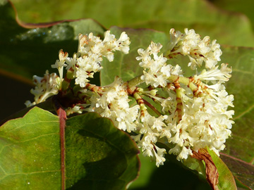 Fallopia_sachalinensis_DO-Aplerbeck_Rodenberg_170816_WHessel05.jpg