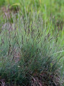 Festuca_aquisgranensis_Aachen_Schlangenberg_010613_CB02.jpg