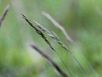 Festuca_aquisgranensis_Aachen_Schlangenberg_010613_CB03.jpg