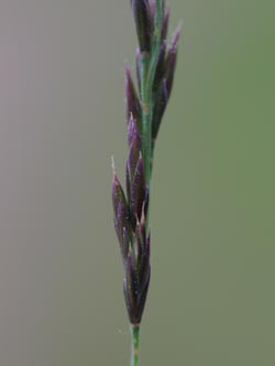 Festuca_aquisgranensis_Aachen_Schlangenberg_010613_CB04.jpg