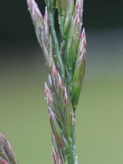 Festuca_arundinacea_WAT160515_CB01.jpg