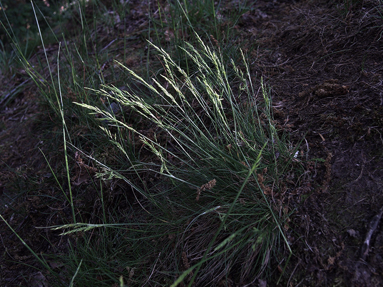 Festuca_filiformis_BO_Wiesental_080520_ja01.jpg