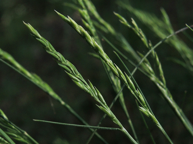 Festuca_filiformis_BO_Wiesental_080520_ja05_2.jpg