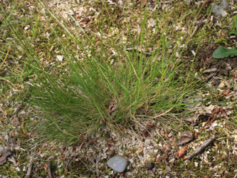 Festuca_filiformis_Bergheim_110616_CB05.jpg
