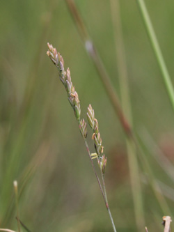 Festuca_filiformis_OB_090616_CB02.jpg