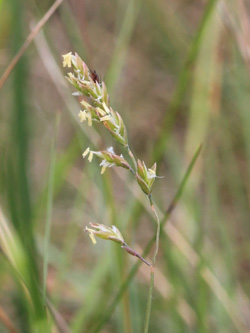 Festuca_filiformis_OB_090616_CB03.jpg