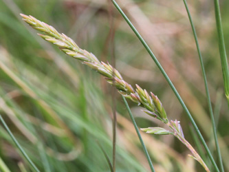 Festuca_filiformis_OB_090616_CB04.jpg